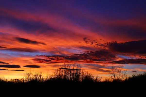 Silueta Rostlin Oblačným Nebem Pozadí Při Západu Slunce — Stock fotografie