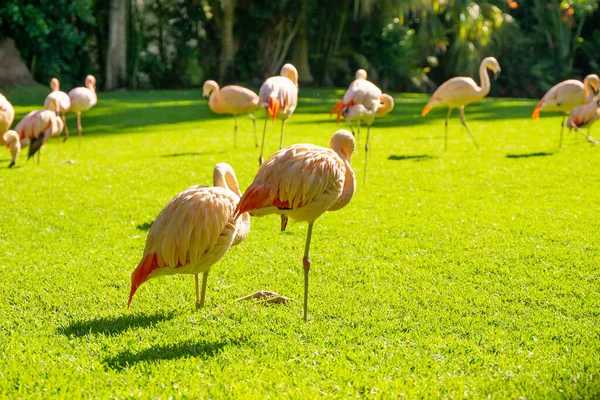 Pinkfarbene Flamingos Stehen Grünen Gras — Stockfoto