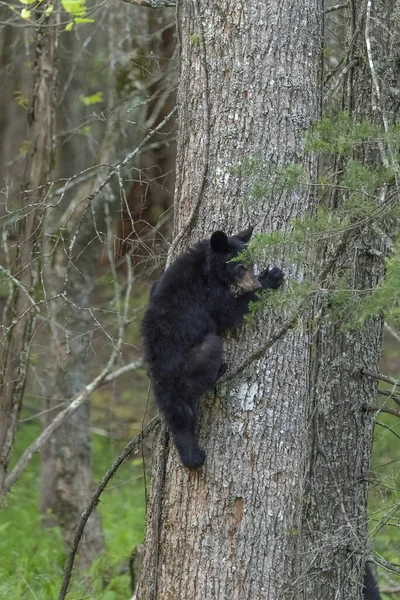 Disparo Vertical Cachorro Oso Negro Trepando Árbol —  Fotos de Stock