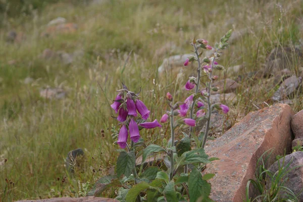 Close Shot Some Foxgloves Growing Ground Next Some Rocks — Stock Photo, Image