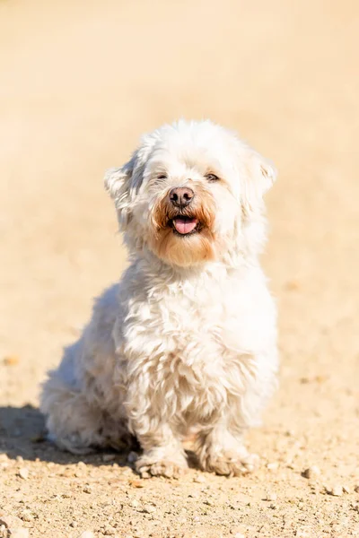 Ένα Επιλεκτικό Coton Tulear Σκυλί Κάθεται Εξωτερικούς Χώρους Στον Ήλιο — Φωτογραφία Αρχείου