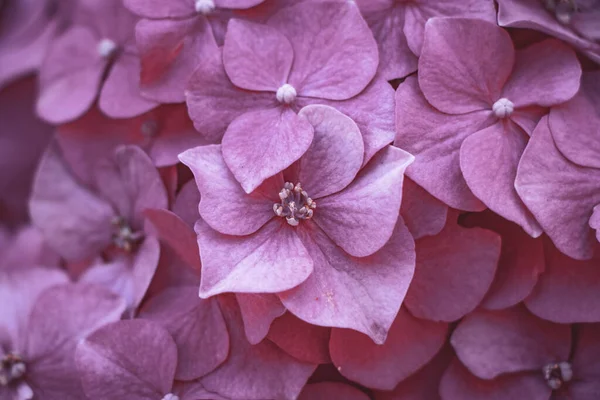 Gros Plan Belles Fleurs Roses Hortensia — Photo