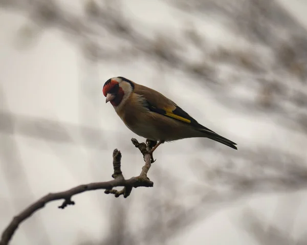 Närbild Färgglad Goldfinch Uppflugen Slutet Grenen — Stockfoto