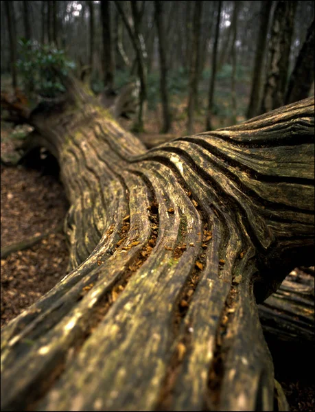 Closeup Long Tree Bark Texture Fallen Ground Forest Royalty Free Stock Photos