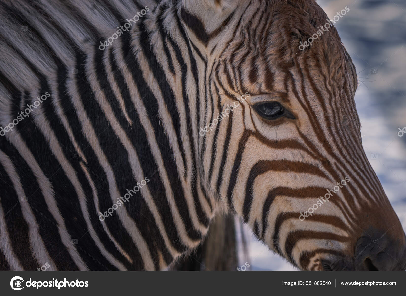 배경에 얼룩말의 — 스톡 사진 © wirestock_creators #581882540, image size:1600x1167