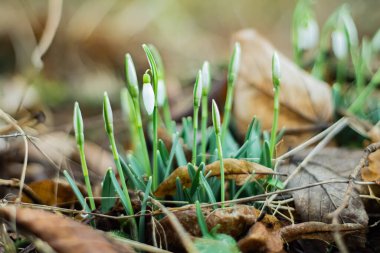 Tarladaki kar damlası buketi