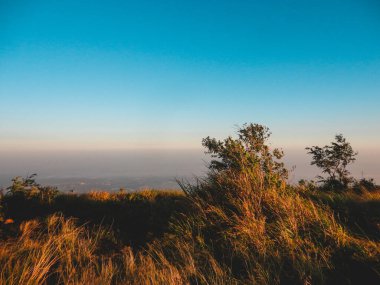 Güneşli bir günde mavi gökyüzüne karşı dağda büyüyen yeşil bitkilerin güzel manzarası.