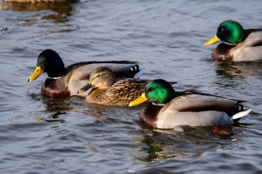 Vahşi ördeklerin yakın çekimi, parlak güneş ışığında sakin suda yüzen Mallard.