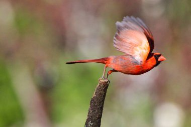 Kuzeyli bir kardinalin bulanık bir arka planda ağaç dalını keserken çekilmiş yakın plan fotoğrafı.