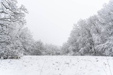 Ormanda karla kaplı ağaçların güzel manzarası