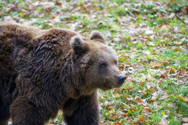 Yaşam alanındaki sevimli kahverengi ayı manzarası.