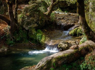 Ormandaki bir şelalenin güzel manzarası