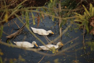 Bazı beyaz ördekler siyah suda yüzüyor..     