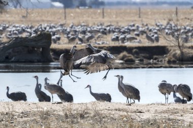 Bir kum tepesi turna sürüsü bir gölün kıyısında dinleniyor.