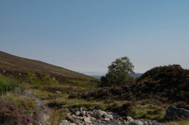 Güneşli bir günde bir dağ tarlası