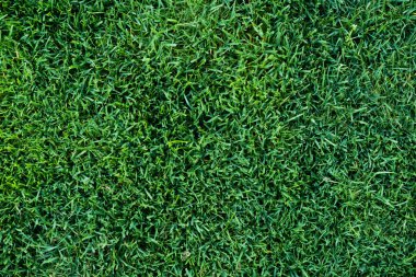 Zeminde taze yeşil çimenlerin dikey görüntüsü