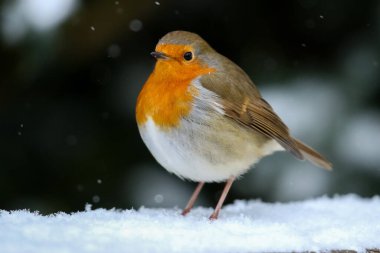 Bulanık bir arka planı olan, kar üzerinde duran Avrupalı bir bülbülün sığ odağı