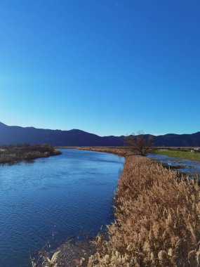 Colorado, ABD 'deki Yampa Nehri' nin yanında mavi güneşli gökyüzü olan Phragmites australis otlarının güzel bir sahnesi.
