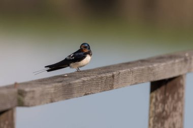 Ahır kırlangıç kuşunun seçici odak noktası tahtaya tünemiş.