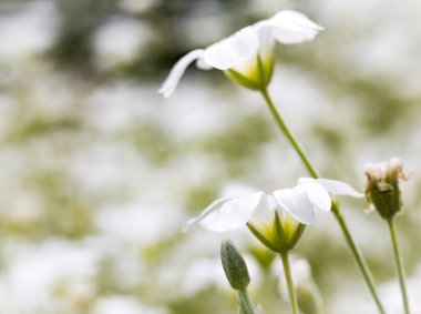 Doğada açan narin beyaz çiçekler.