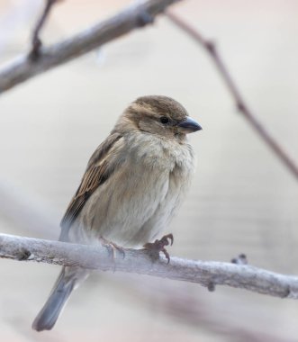Ormandaki bir ağaç dalına tünemiş dişi bir serçe kuşunun seçici odak noktası.