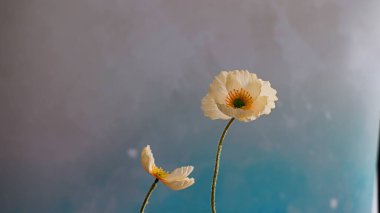 Pembe ve mavi arka planda haşhaş çiçeklerinin yakın plan çekimi.