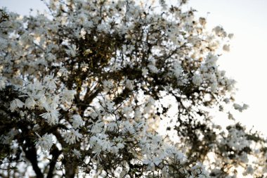 Gün ışığında çiçek açan bir ağacın yakın çekimi.