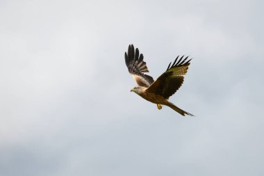 Mavi gökyüzünde kanatları açık uçan kırmızı bir uçurtmanın yakın çekimi.