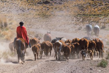 Çobanlar, Arjantin, Patagonya 'da arka planda görülen tozlu bir yolda inekleri sürüden uzaklaştırıyor.