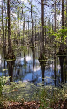 Ağaçların ormandaki göle olan yansımasının dikey görüntüsü.