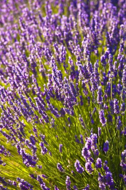 A vertical closeup shot of the lavender fields during summer in Vaucluse, France