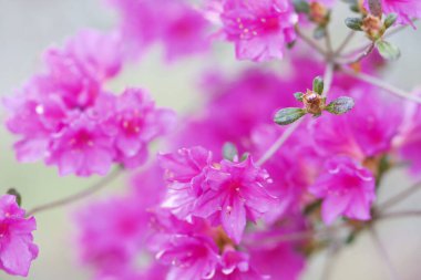 Bir Rhododendron çiçeğine yakın çekim