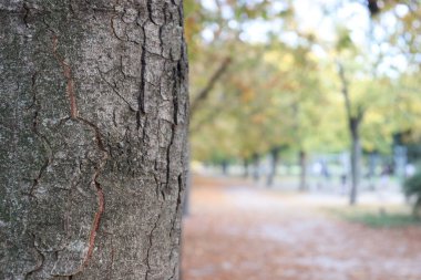 Ağacın yarısı ve sonbaharda park