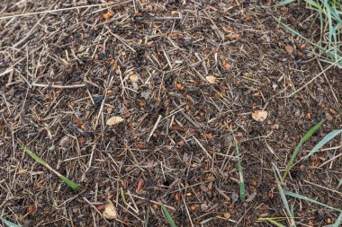 Bitkilerin ve küçük sopaların olduğu yakın plan bir toprak fotoğrafı.