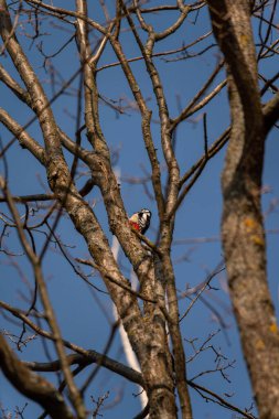 Ağaçların dallarına tüneyen benekli bir ağaçkakanın alçak açılı görüntüsü.