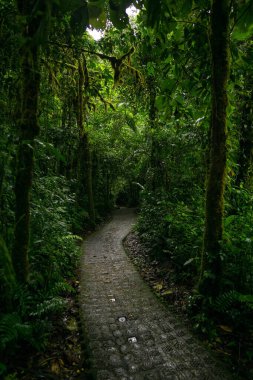 Monteverde, Kosta Rika 'daki koyu yeşil bir ormanda yürüyüş yolunun dikey çekimi.