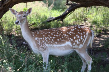 Sevimli tombul bir benekli geyik ormanda
