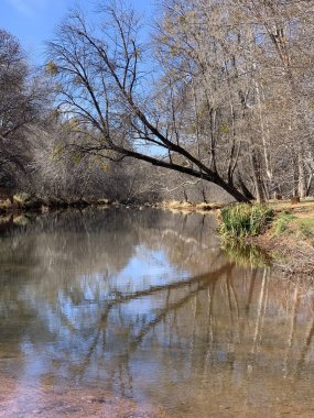 Sedona, Arizona 'daki Oak Creek' te bir ağacın yansımasının dikey görüntüsü.
