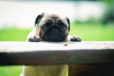Yemeğine bakan üzgün bir köpeğe yakın plan.