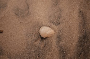 Kumsalda deniz kabuğunun güzel bir görüntüsü.