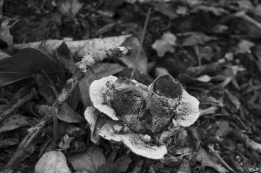 Teksas 'taki Eisenhower Parkı' nda yerde gri tonda bir mantar resmi.