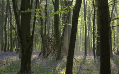 Ormandaki güzel çiçekler ve kamp ateşi için istiflenmiş dallar.