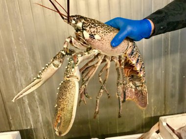 Elinde dev ıstakoz tutan mavi eldivenli bir adam.