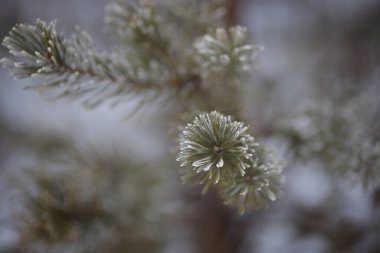Ormanda iğneli bir çam dalının yakın plan fotoğrafı.
