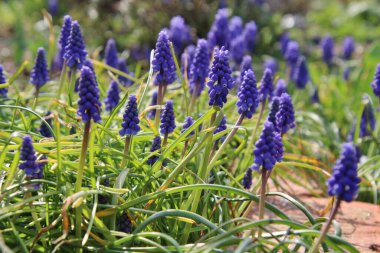 Seçici bir odak noktası çiçek açan üzüm sümbülleri.