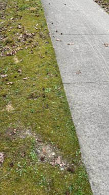 Yeşil bir park boyunca gri bir yolun dikey görüntüsü.