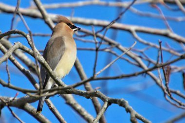 Mavi gökyüzünün arka planına sahip ağaç dalları üzerindeki bir balmumu kanadının yakın plan çekimi.