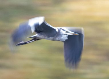 Gri balıkçıl gölün üzerinde uçarken seçici bir odak noktası.