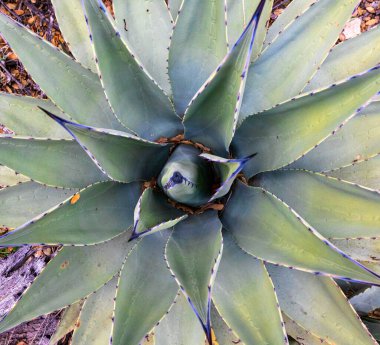 Sulu bir bitkinin yakın çekimi.