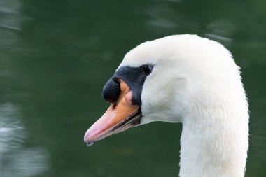 Gölde yüzen zarif bir kuğunun yakın çekimi.